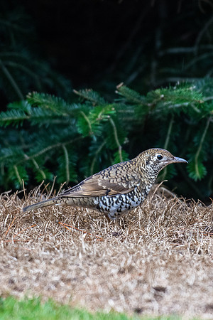 Bassian Thrush