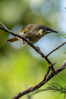 Lewin's Honeyeater
