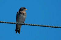 Welcome Swallow