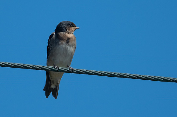 Welcome Swallow