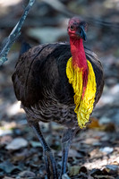 Australian Brushturkey