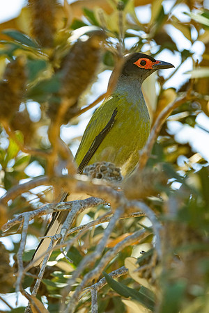 Australasian Figbird