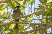 Lewin's Honeyeater