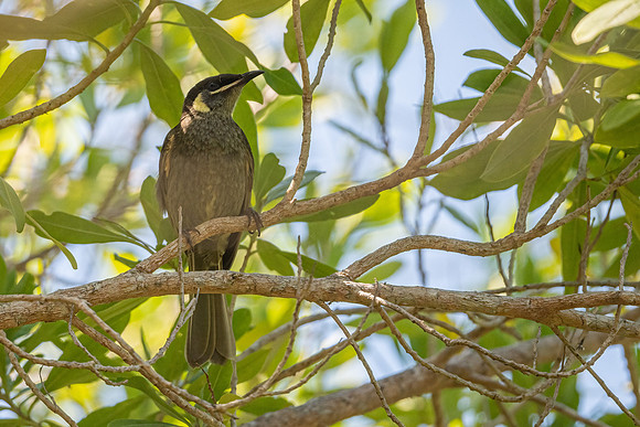 Lewin's Honeyeater