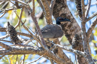 Noisy Friarbird