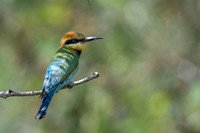 Rainbow Bee-eater