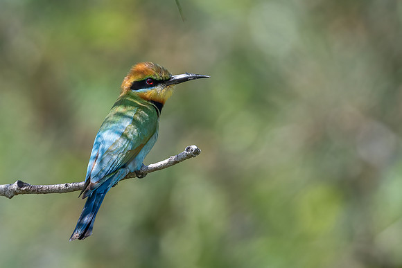 Rainbow Bee-eater
