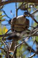 Noisy Friarbird