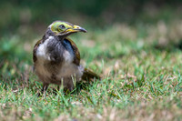 Blue-faced Honeyeater