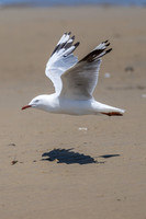 Silver Gull