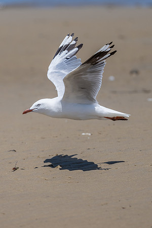 Silver Gull