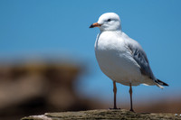 Silver Gull