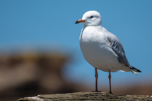 Silver Gull