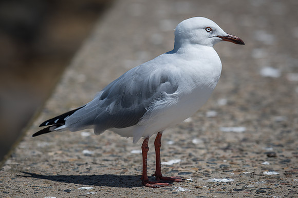 Silver Gull