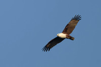 Brahaminy Kite