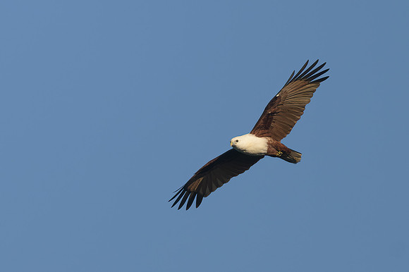 Brahaminy Kite