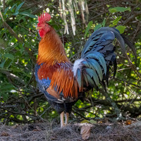 Red Junglefowl