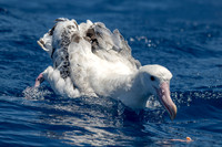 Wandering Albatross