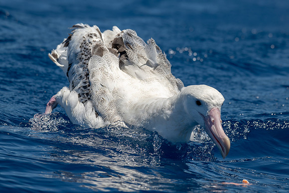 Wandering Albatross