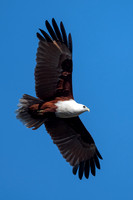 Brahminy Kite
