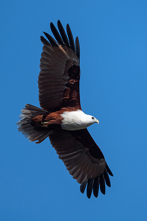Brahminy Kite