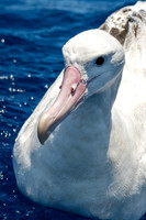 Wandering Albatross