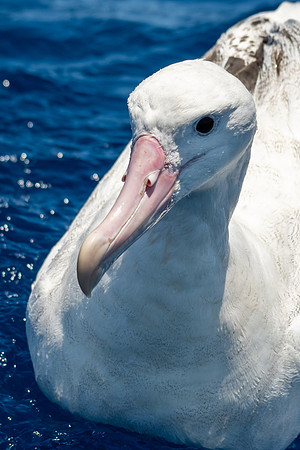 Wandering Albatross