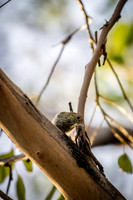 Brown Thornbill