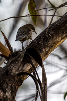 White-throated Treecreeper