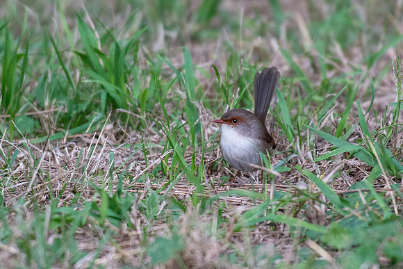 Superb Fairy-wren