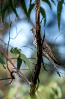 Oriental Cuckoo