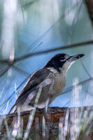 Grey Butcherbird