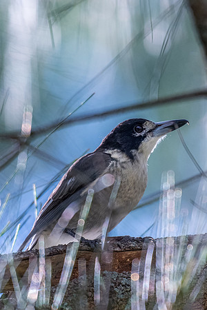 Grey Butcherbird