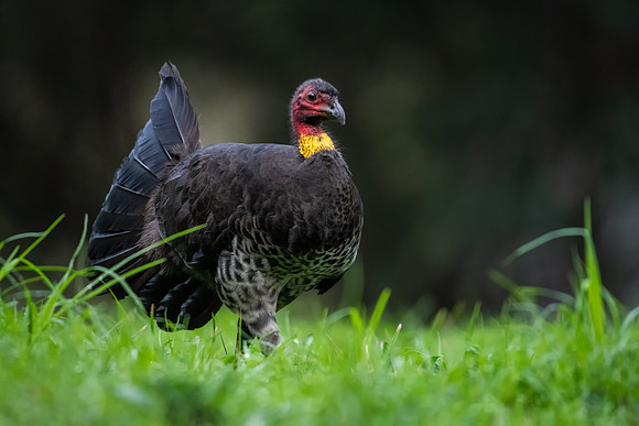 Australian Brush-turkey