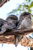 Tawny Frogmouth