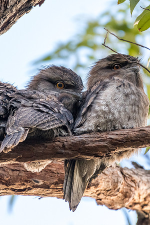 Tawny Frogmouth