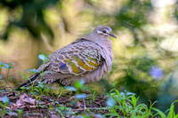 Common Bronzewing