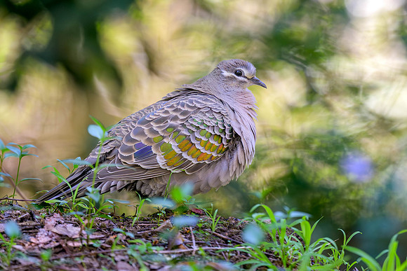 Common Bronzewing