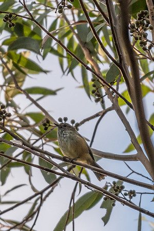 Brown Thornbill