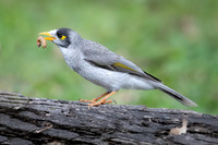 Noisy Miner