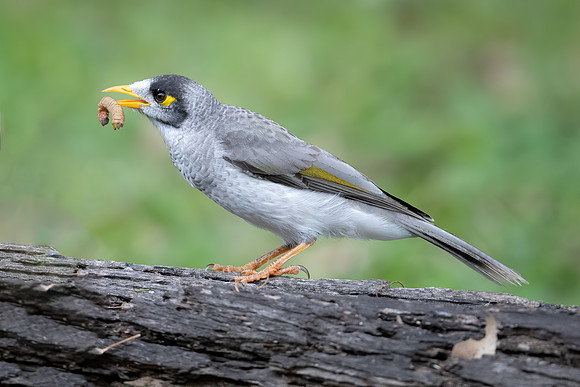Noisy Miner
