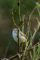 Brown Thornbill