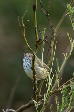 Brown Thornbill
