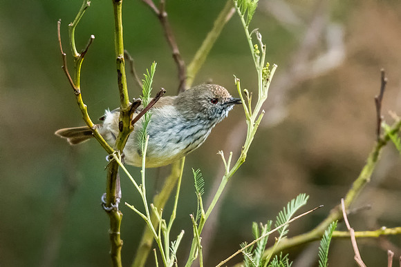 Brown Thornbill