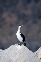 Black-faced Cormorant