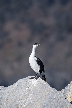 Black-faced Cormorant