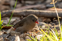 Beautiful Firetail