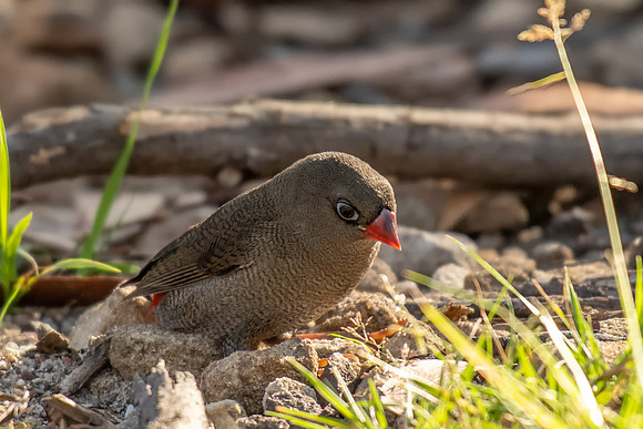 Beautiful Firetail