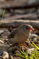 Beautiful Firetail