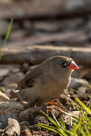 Beautiful Firetail